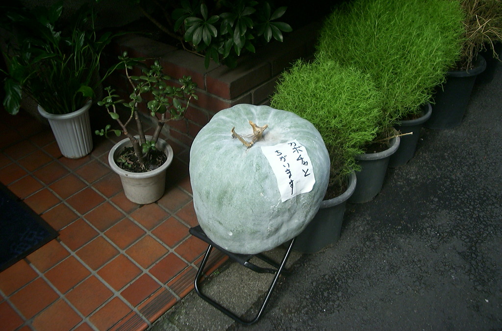 カボチャとちがいます