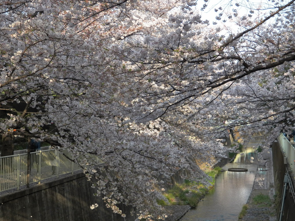 神田川　桜　01