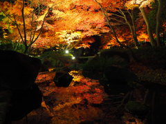 大田黒　紅葉　01
