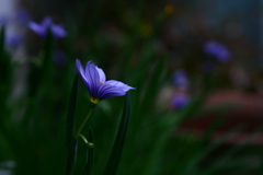 1cmの花01