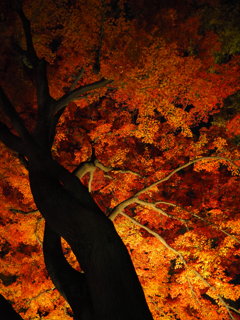 大田黒　紅葉　03