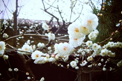 春のしらせ