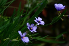 1cmの花02