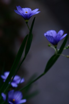 1cmの花03