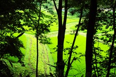 福島　夏の田園