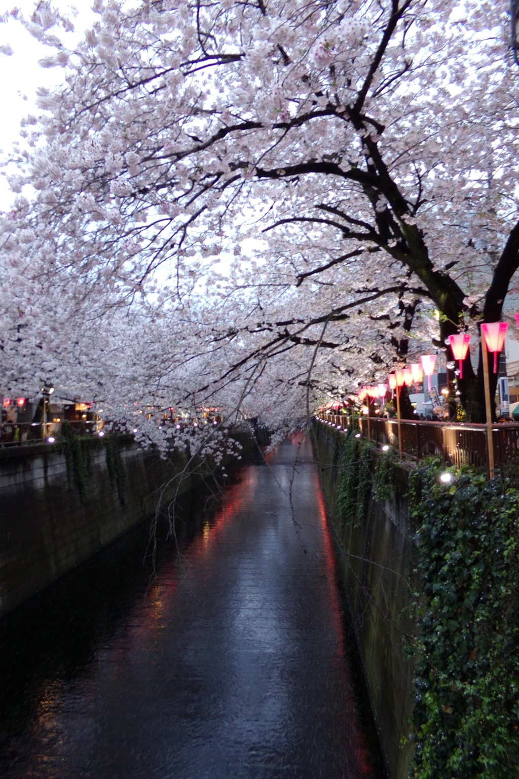 目黒川　さくら　02
