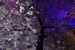 目黒川　さくら　06