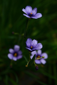 1cmの花04