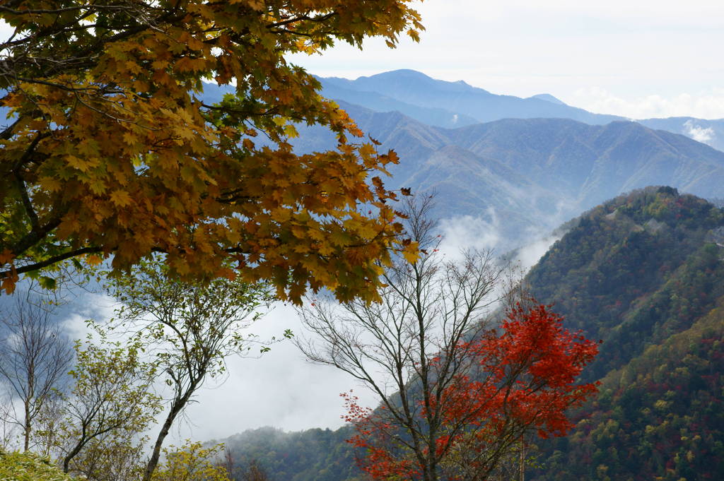 紅葉