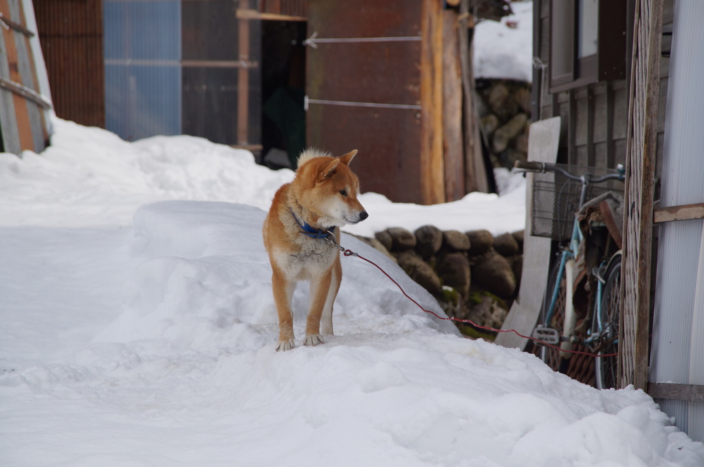 番犬