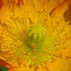 なんの花？