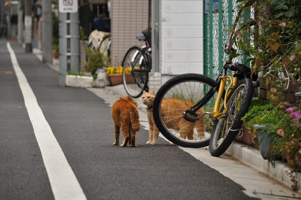 猫 VS 猫 