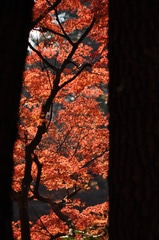 紅葉2