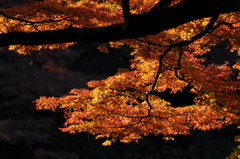 紅葉
