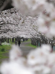 桜のトンネル