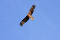 鳶
