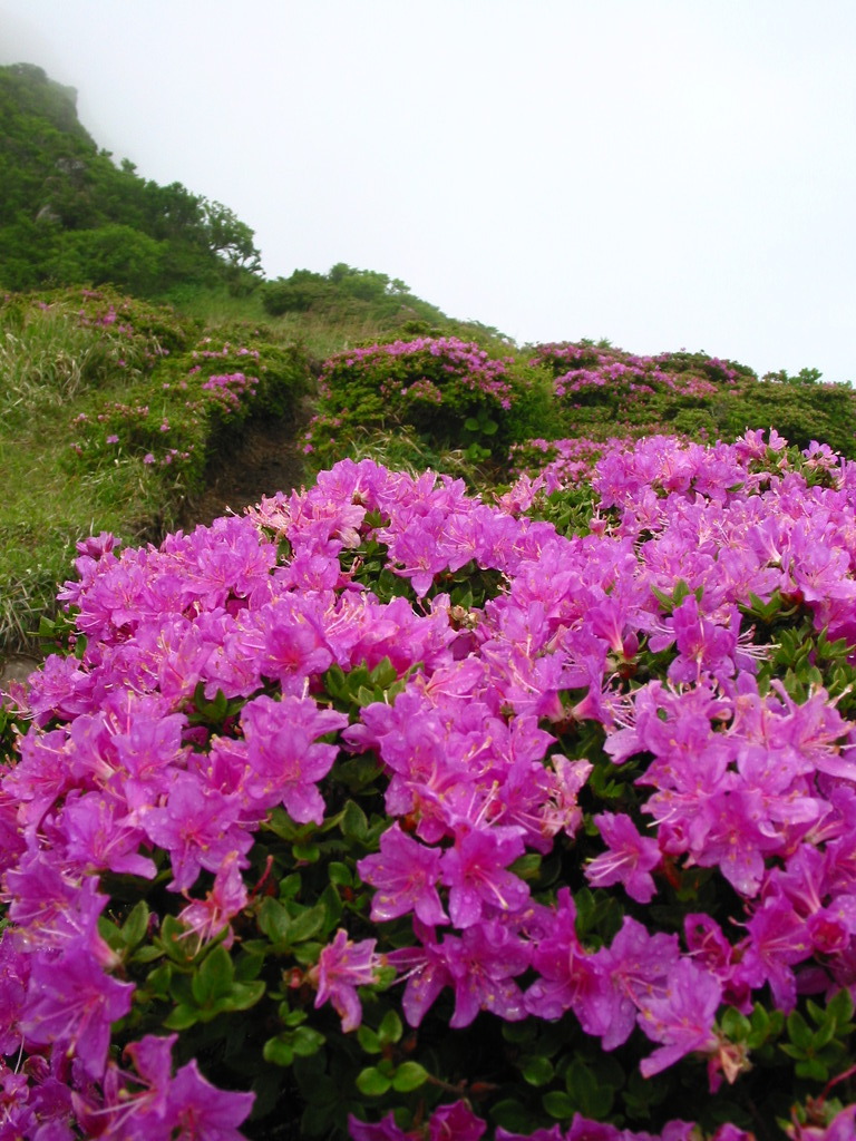 深山霧島