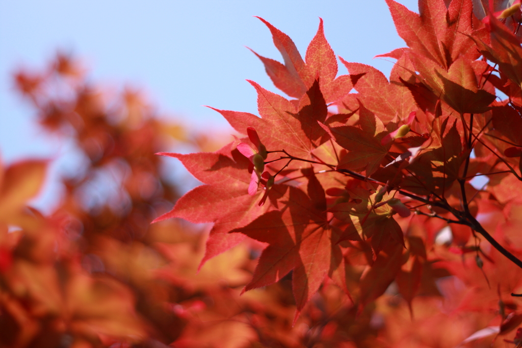 紅葉