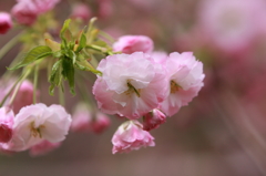 ぼたん桜