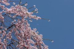 枝垂桜 と 月