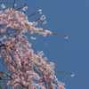 枝垂桜 と 月