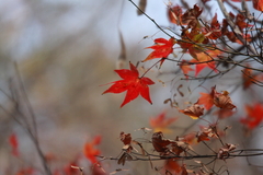 岳切渓谷の紅葉