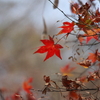 岳切渓谷の紅葉