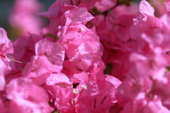佐野植物公園（温室）