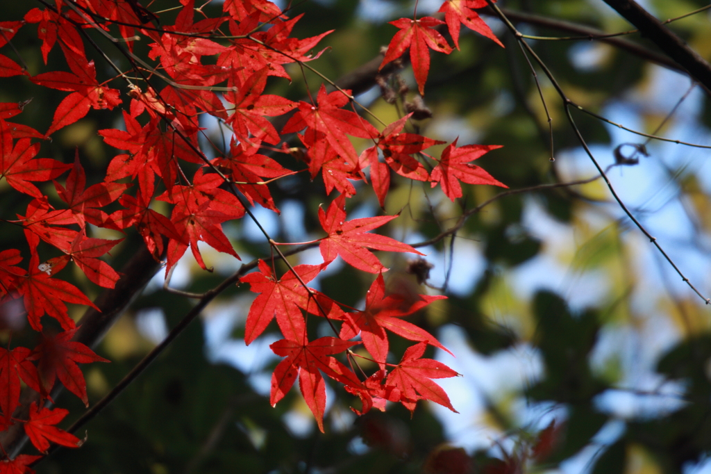 岳切渓谷の紅葉