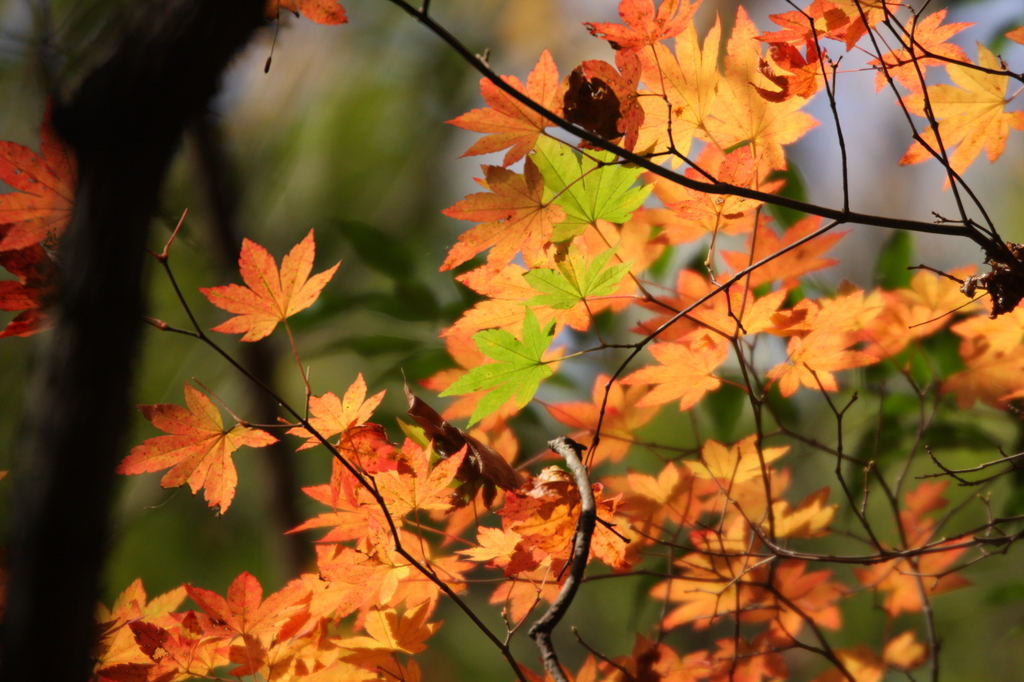 岳切渓谷の紅葉