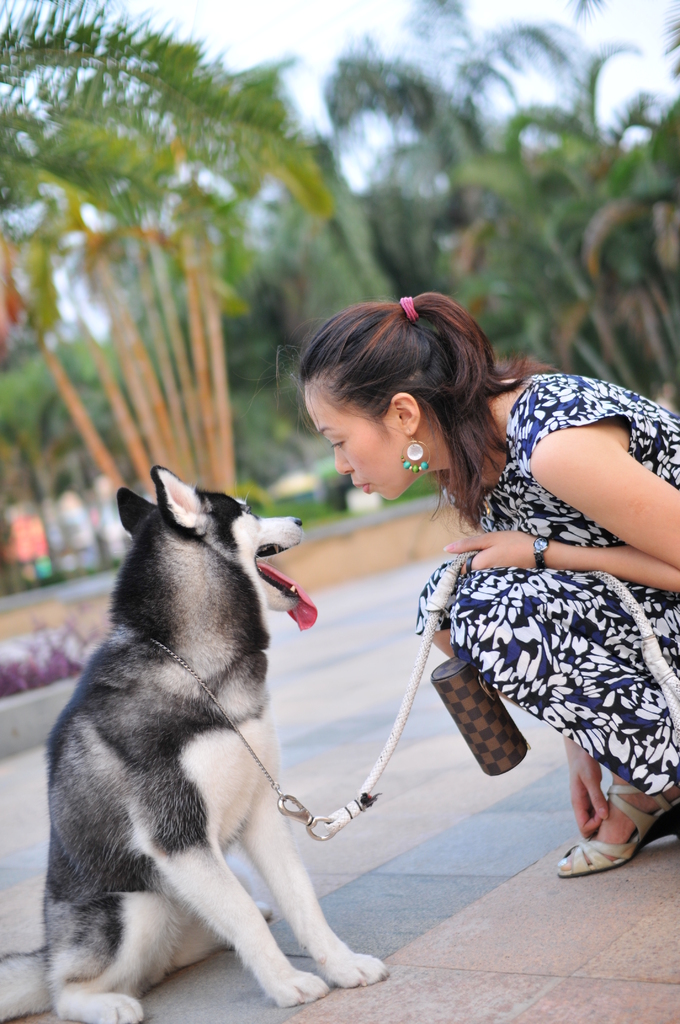 犬耳東風