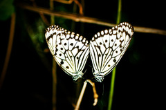 double batterfly heart