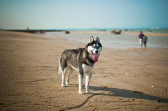 犬の夏休み