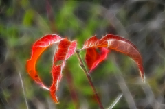 red leaf 3