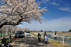 桜堤