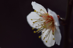 an ume blossom