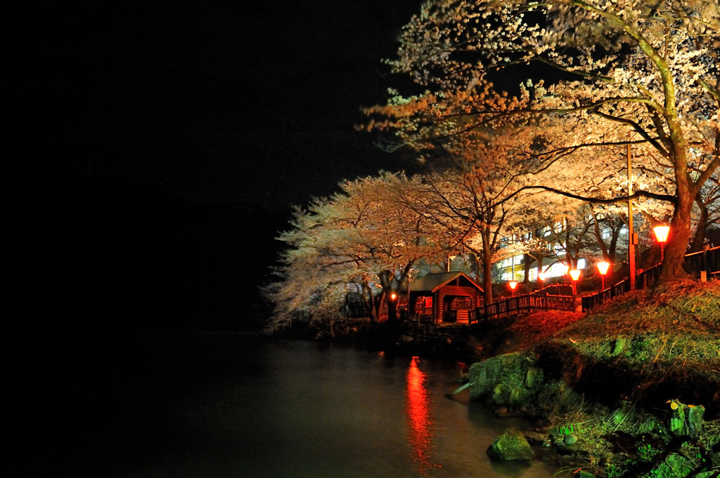 夜桜爛漫♪