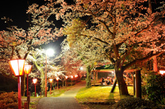 夜桜七分咲き♪