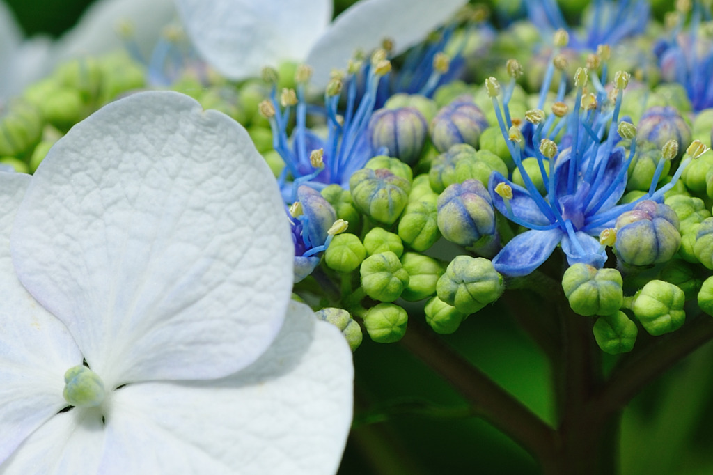 お花はどぉ～～ちぃっ?♪(^.^)