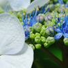 お花はどぉ～～ちぃっ?♪(^.^)