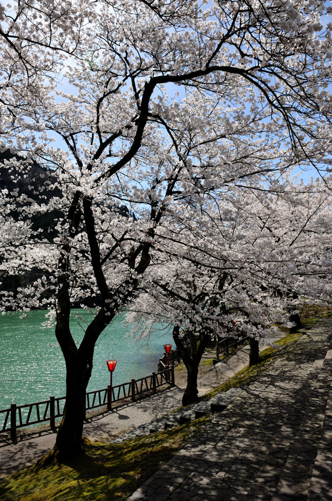 桜咲く川縁散策♪