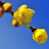 冬の花