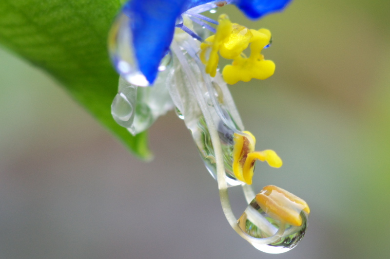 雨上がりの露草