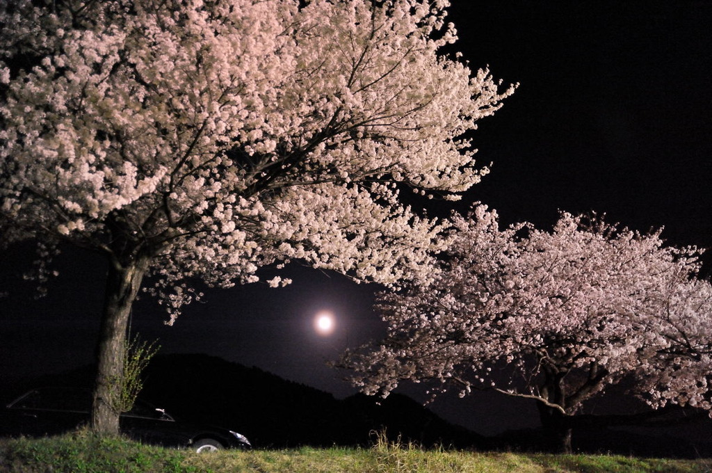 月夜の爛漫