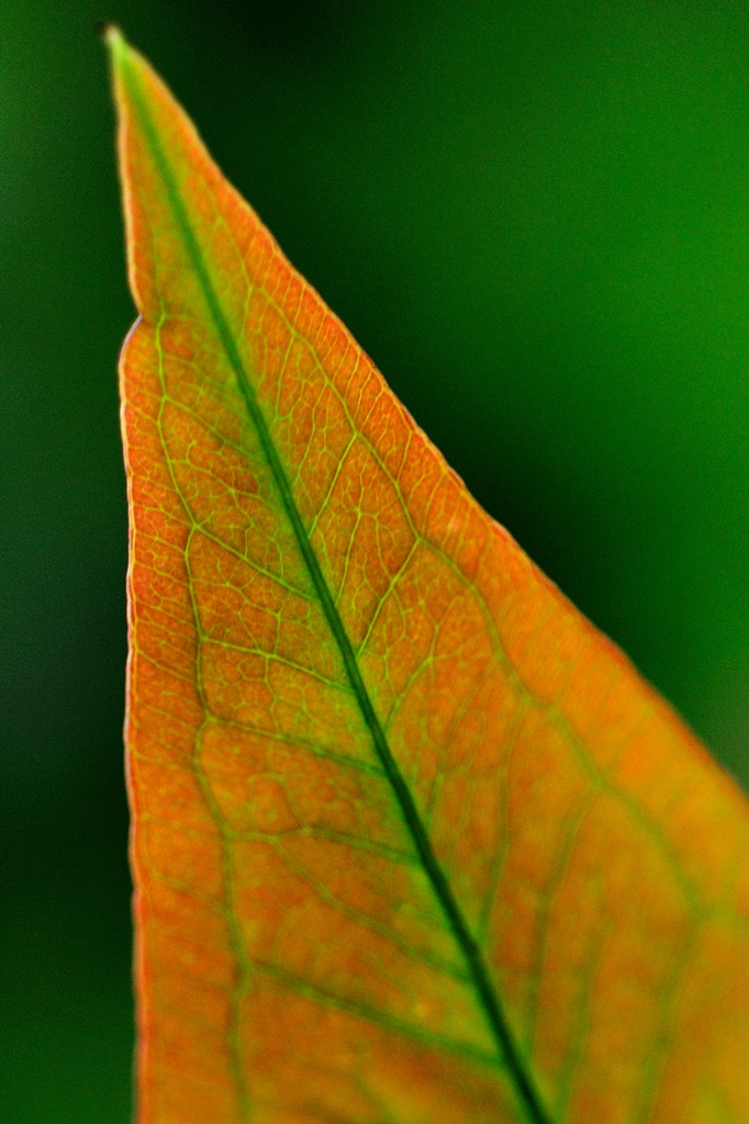 New leaf 思春期