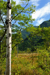 上高地　田代湿原