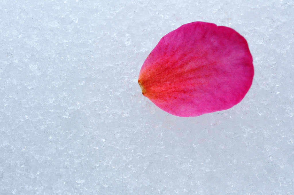 残雪にひとひら・・・