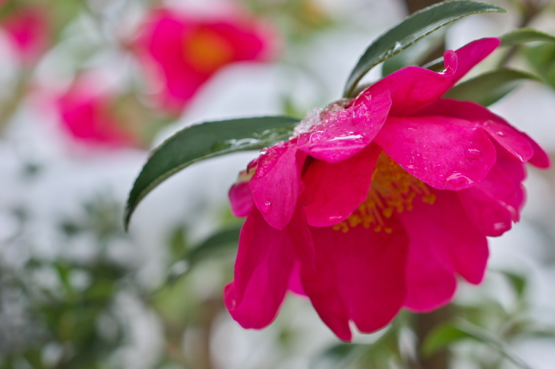 Camellia sasanqua in snow