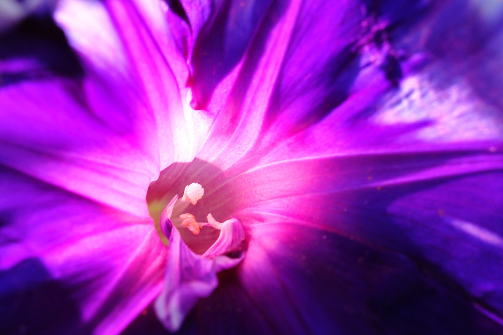 purple hole
