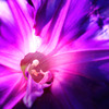 purple hole